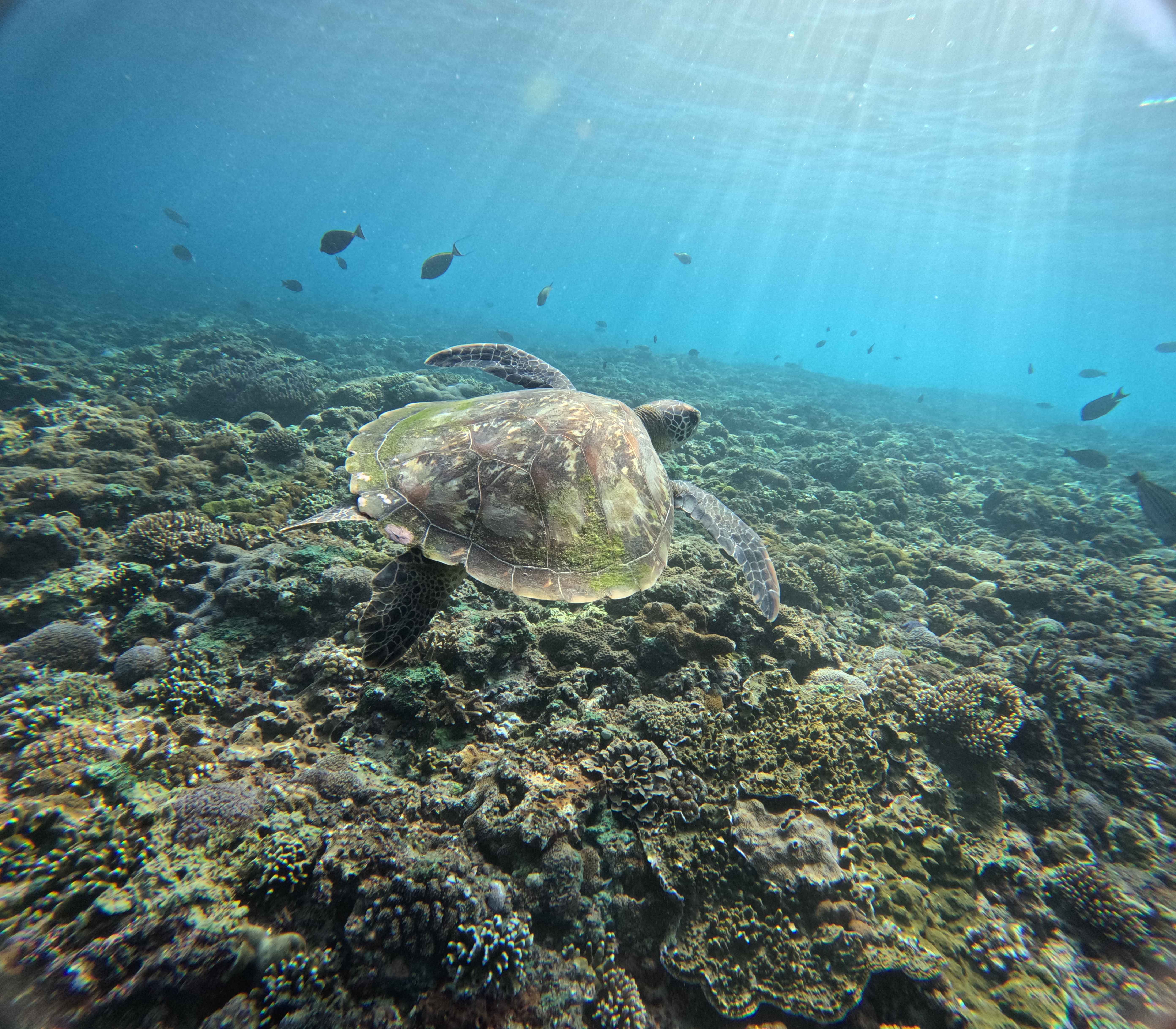Tour Package Sharing Package in Nusa Lembongan & Penida by SakOcean