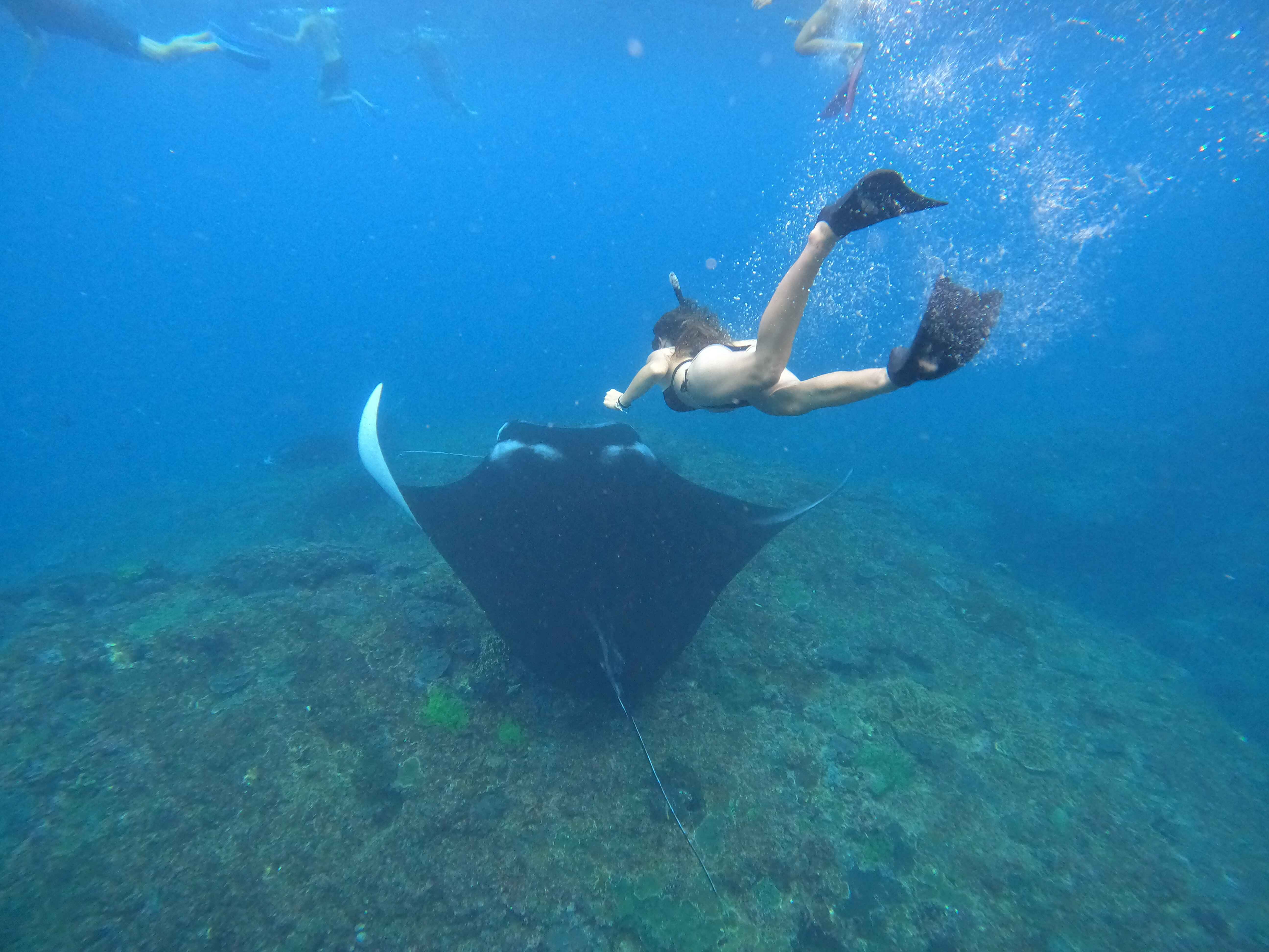 Tour Package Manta Package in Nusa Lembongan & Penida by SakOcean